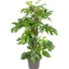 GROW Fensterblatt am Moosstab Höhe ca. 80 cm Topf-Ø ca. 19 cm Monstera Minima