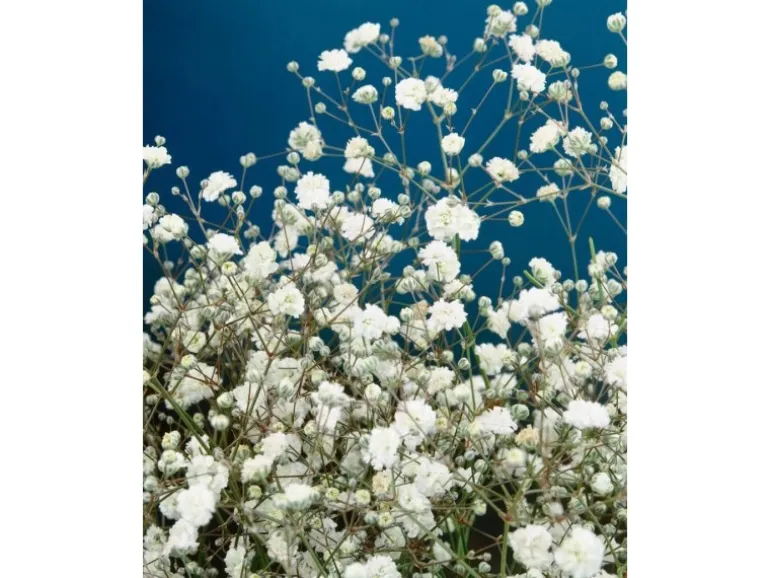 Gypsophila Paniculata Bristol Fairy Schleierkraut Ca. 11x11 cm Topf