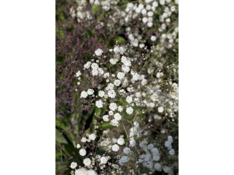 Gypsophila Paniculata Bristol Fairy Schleierkraut Ca. 11x11 cm Topf