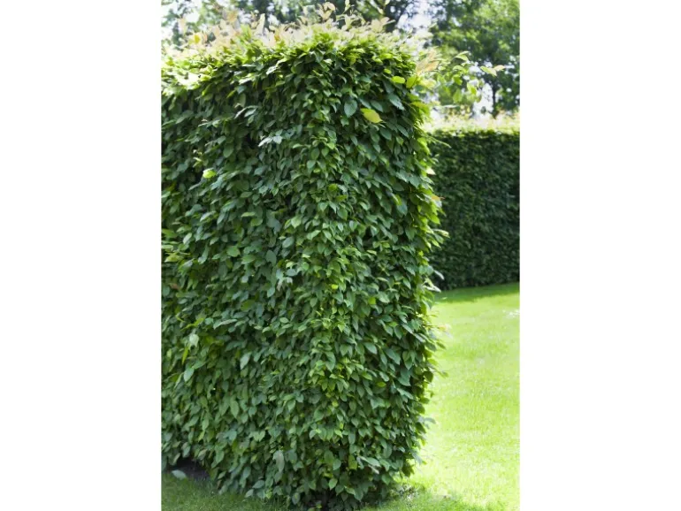 Hainbuche Set à 50 Stück Höhe ca. 80 - 100 cm Topf ca. 3 l Carpinus betulus
