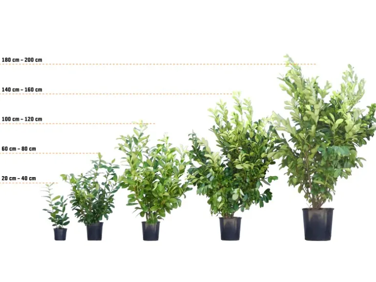 Hainbuche Set à 50 Stück Höhe ca. 80 - 100 cm Topf ca. 3 l Carpinus betulus