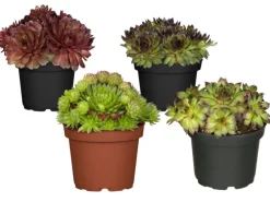 Hauswurz Sortenauswahl Topf-Ø ca. 9 cm Sempervivum x cultorum
