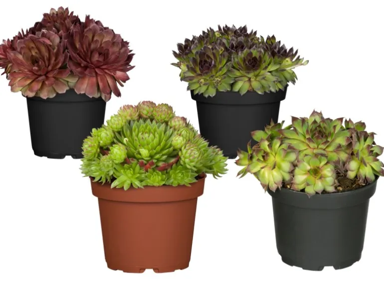 Hauswurz Sortenauswahl Topf-Ø ca. 9 cm Sempervivum x cultorum