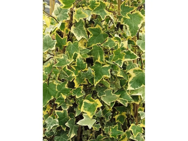 Hedera Helix Goldchild Efeu Gelb-Grün Ca. 9x9 cm Topf