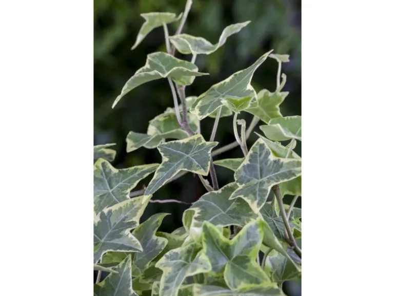 Hedera Helix Little Diamond Efeu Grün-Weiß Ca. 9x9 cm Topf