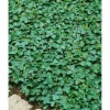 Hedera Helix Plattensee Efeu Immergrün Ca. 9x9 cm Topf