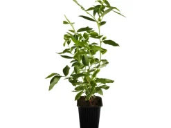 Heidelbeere "Elisabeth" Höhe ca. 20 - 30 cm Topf ca. 2 l Vaccinium corymbosum