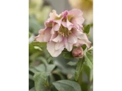 Helleborus Orientalis Lenzrose Ca. 11x11 cm Topf