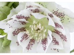 Helleborus Orientalis Lenzrose Ca. 11x11 cm Topf