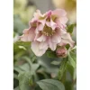 Helleborus X Orientalis Ballard Lenzrose Gen Ca 11x11 cm Topf