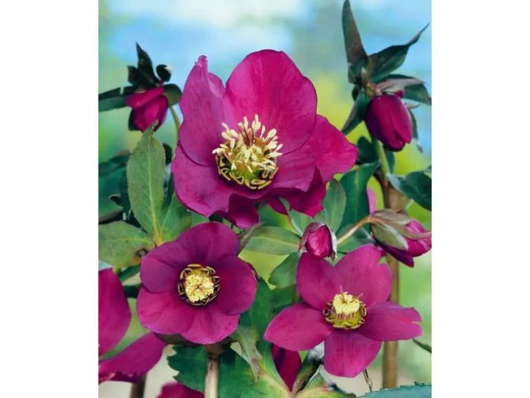 Helleborus X Or.Lady-S.Red Lady Ca. 11x11 cm Topf