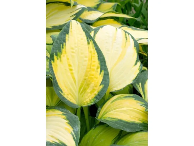 Hosta X Fortunei Orange Marmalade Funkie Ca. 9x9 cm Topf