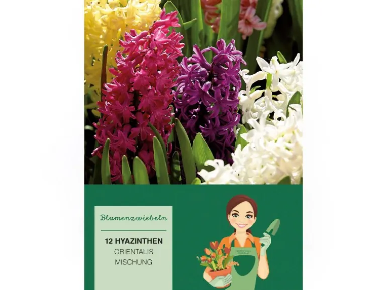 Hyazinthen Mischung Mischung 12 Stück Hyacinthus Mix