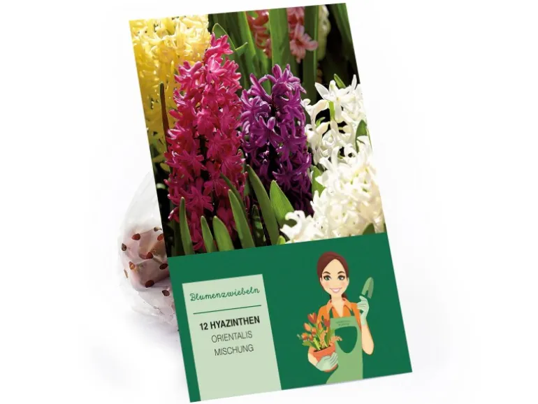 Hyazinthen Mischung Mischung 12 Stück Hyacinthus Mix