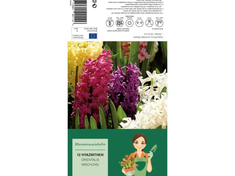 Hyazinthen Mischung Mischung 12 Stück Hyacinthus Mix