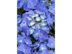 Hydrangea Macrophylla Bauernhortensie Blaumeise Ca. 9x9 cm Topf