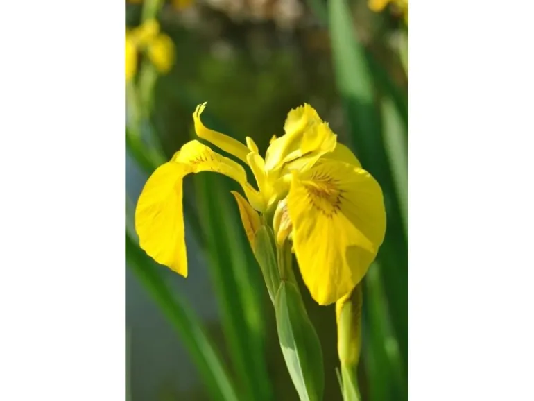 Iris Pseudacorus Sumpfschwertlilie Ca. 9x9 cm Topf