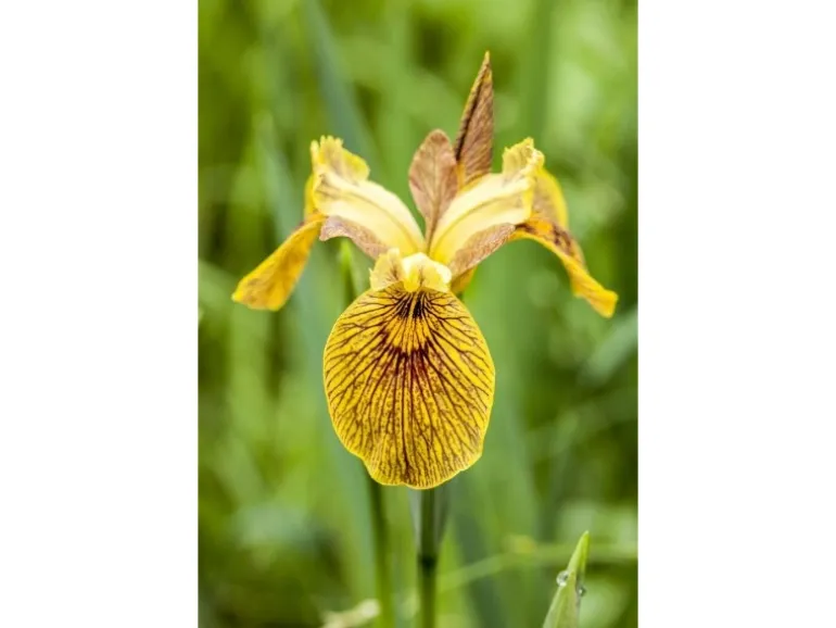 Iris Pseudacorus Sumpfschwertlilie Ca. 9x9 cm Topf