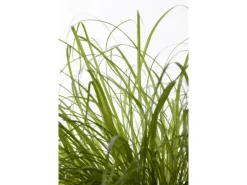 Katzengras 