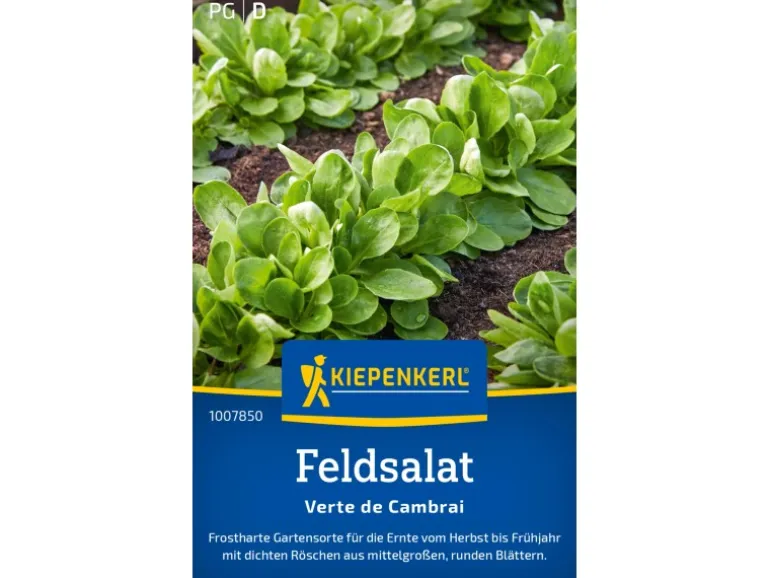 Kiepenkerl Feldsalat "Verte de Cambrai"