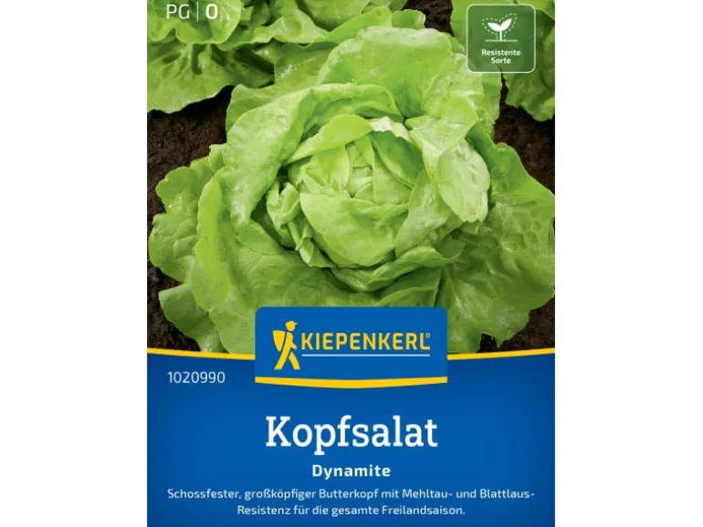 Kiepenkerl Profi-Line Kopfsalat "Dynamite"