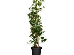 Kletterhortensie Weiß Höhe ca. 60 - 80 cm Topf ca. 5 l  Hydrangea petiolaris