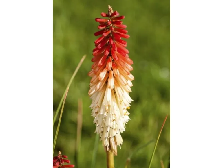 Kniphofia Uvaria Fackellilie Flamenco Ca 9x9 cm Topf