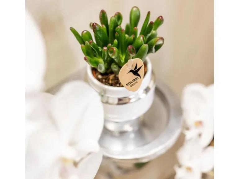 Kolibri Greens Rhipsalis 2Er Set Pflanzen In Silbernen Le Chic Ziertöpfen Keramik Topfgröße 9cm