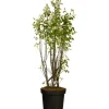 Kupfer-Felsenbirne Höhe ca. 40 - 60 cm Topf ca. 4,6 l Amelanchier lamarckii