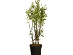 Kupfer-Felsenbirne Höhe ca. 40 - 60 cm Topf ca. 4,6 l Amelanchier lamarckii