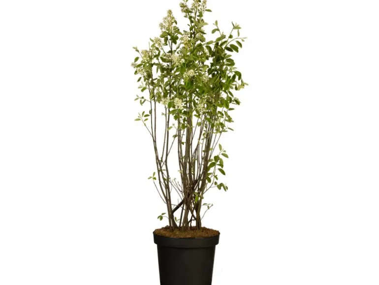 Kupfer-Felsenbirne Höhe ca. 40 - 60 cm Topf ca. 4,6 l Amelanchier lamarckii