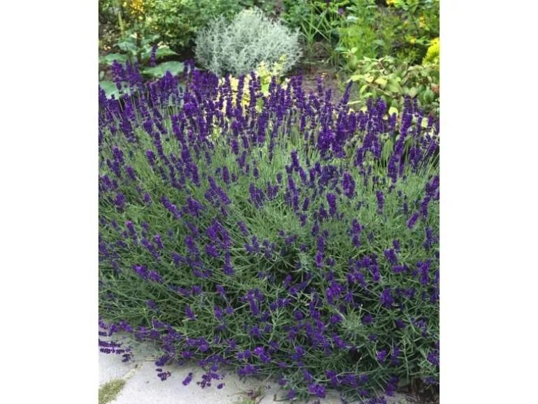 Lavandula Angustifolia Echter Lavendel Siesta Ca 9x9 cm Topf