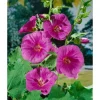 Lavatera X Olbia Buschmalve Ca. 11x11 cm Topf