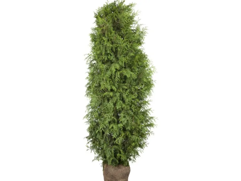 Lebensbaum "Brabant" Set à 20 Stück Höhe ca. 180 - 200 cm Ballenware Thuja