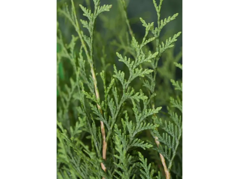 Lebensbaum "Brabant" Set à 20 Stück Höhe ca. 180 - 200 cm Ballenware Thuja