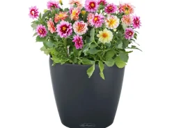 Lechuza® Pflanzgefäß Classico Color 35 Schiefergrau Ø 35 cm