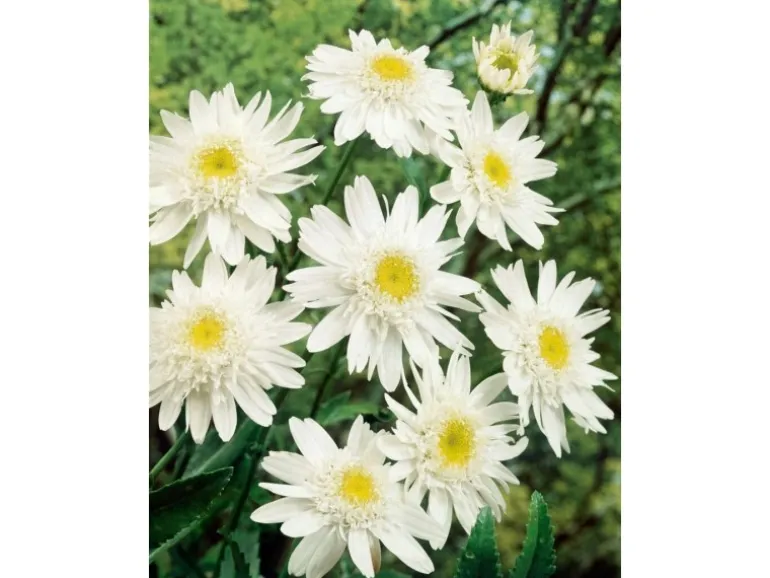 Leucanthemum X Superbum Margerite Christine Hagemann Ca 9x9 cm Topf