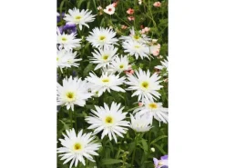 Leucanthemum X Superbum Margerite Christine Hagemann Ca 9x9 cm Topf