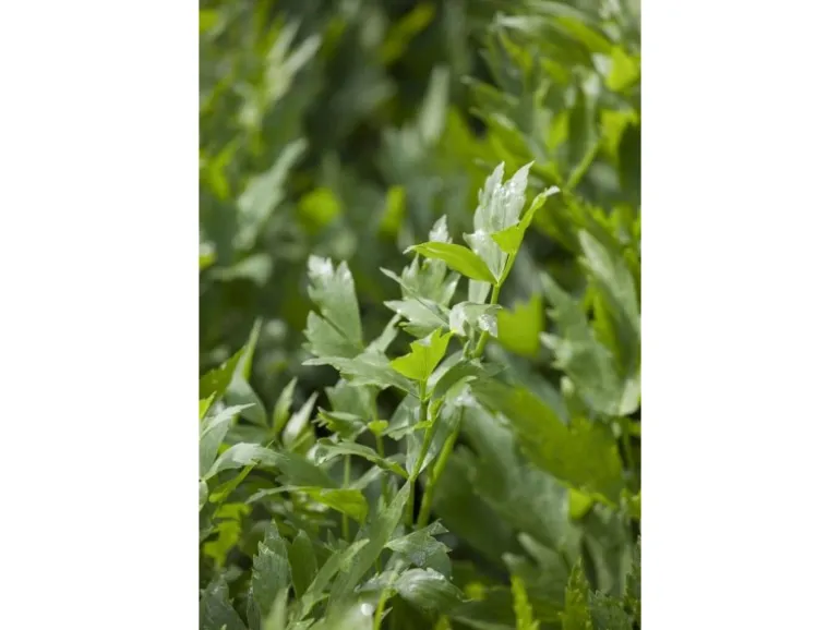 Levisticum Officinale Liebstöckel Ca. 9x9 cm Topf