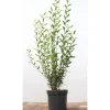 Ligustrum vulgare 'Atrovirens' 100-125 cm