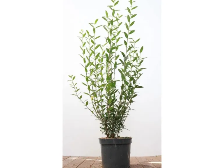 Ligustrum vulgare 'Atrovirens' 100-125 cm