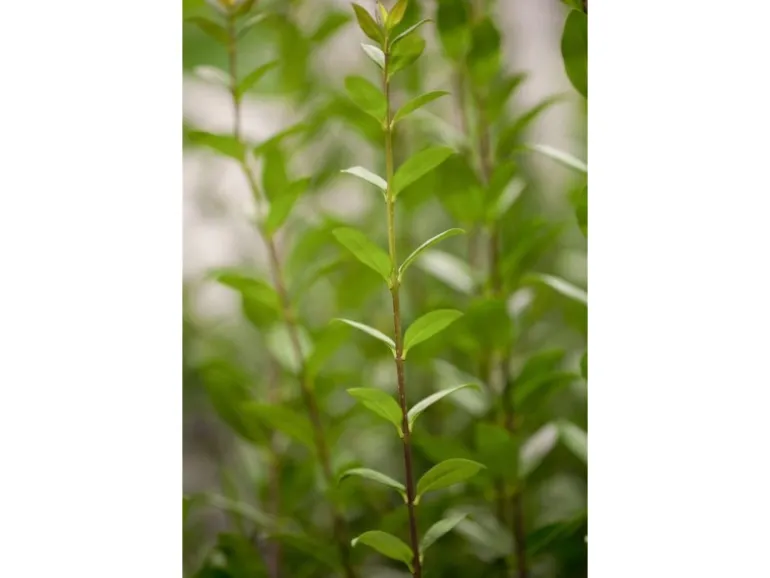 Ligustrum vulgare 'Atrovirens' 100-125 cm