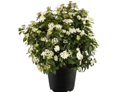 Lorbeer-Schneeball Weiß Höhe ca. 20 - 30 cm Topf ca. 1 l Viburnum tinus