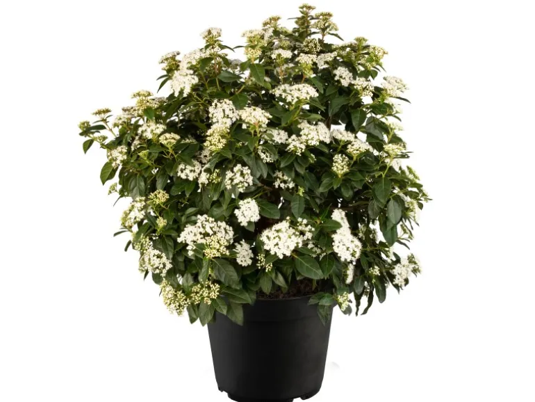 Lorbeer-Schneeball Weiß Höhe ca. 20 - 30 cm Topf ca. 1 l Viburnum tinus
