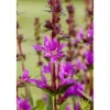 Lythrum Salicaria Blutweiderich Ca. 9x9 cm Topf