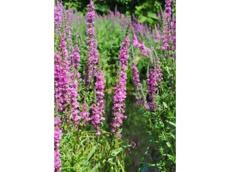 Lythrum Salicaria Blutweiderich Ca. 9x9 cm Topf
