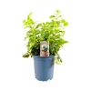 Melissa Officinalis Zitronenmelisse Ca. 11x11 cm Topf
