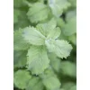 Mentha Sp. Mojito Minze Ca. 11x11 cm Topf