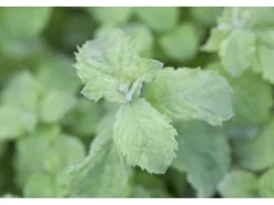 Mentha Sp. Mojito Minze Ca. 11x11 cm Topf