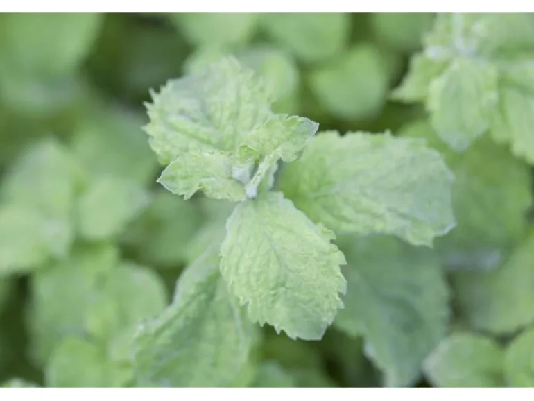 Mentha Sp. Mojito Minze Ca. 11x11 cm Topf